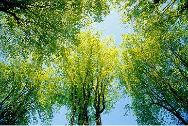 乔治·马丁老爷子发博客安利《艾尔登法环》